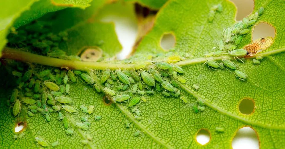 CUÁNDO APLICAR INSECTICIDA EN PLANTAS Y QUÉ ERRORES EVITAR