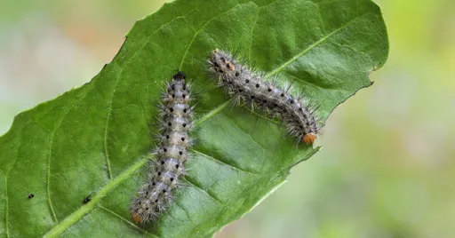 Insecticidas para plantas: cómo elegir según el tipo de plaga