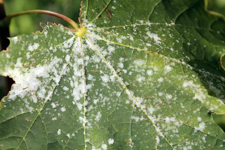 Fungicida preventivo: cuándo usarlo antes de que aparezcan hongos