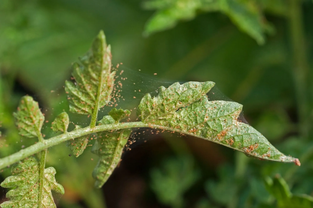 PLAGAS COMUNES EN PLANTAS: CÓMO IDENTIFICARLAS Y QUÉ HACER PARA ELIMINARLAS