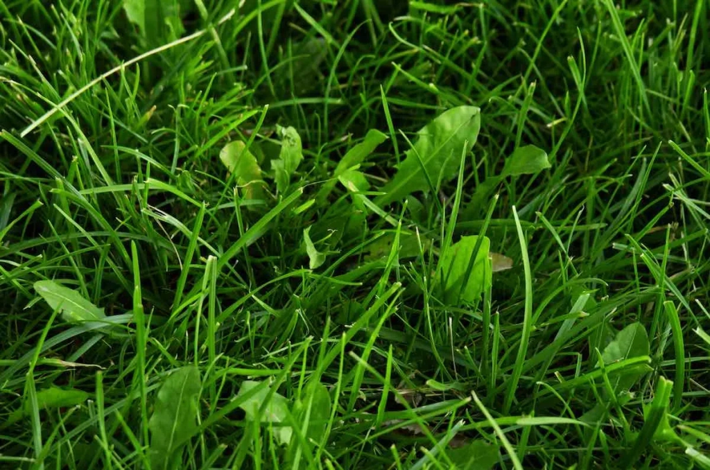 Qué pasa si echo herbicida y llueve: cuándo repetir el tratamiento