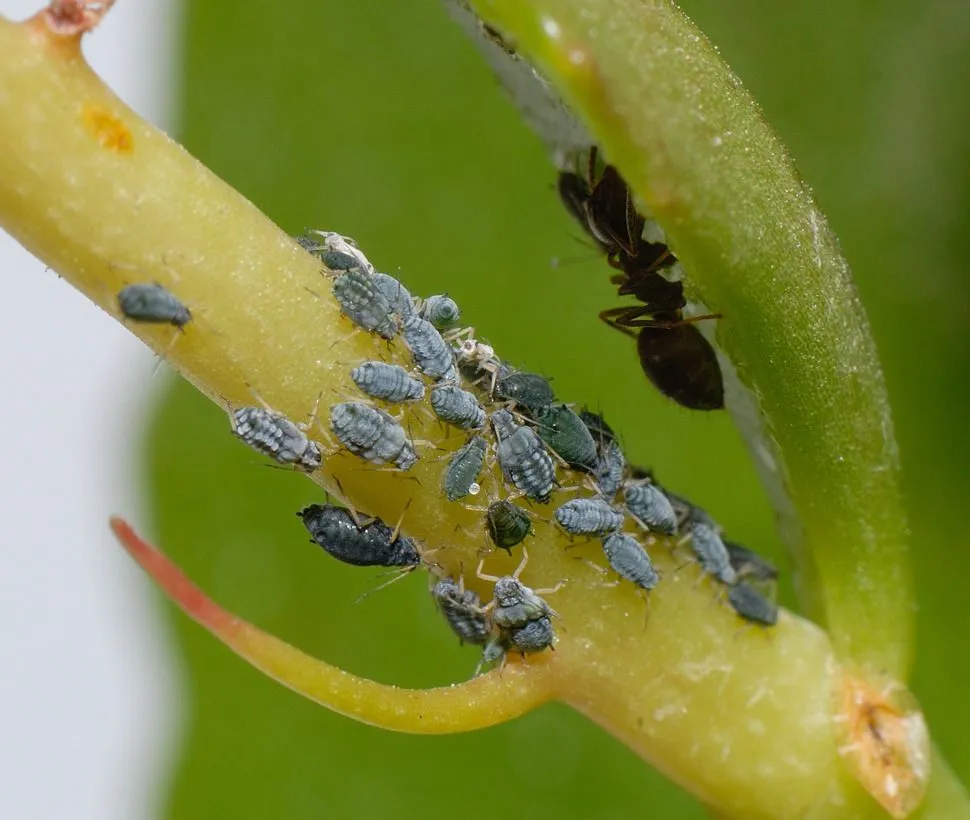 Insecticidas: qué son, para qué sirven y cómo elegir el adecuado