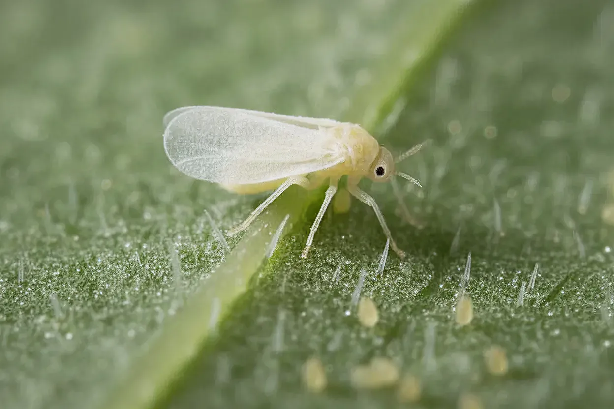 Mosca Blanca