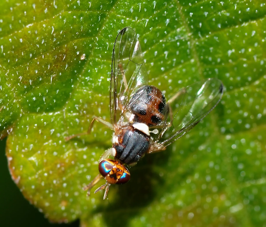 ¿Hay que tratar la mosca del olivo en septiembre? Cómo decidir según capturas, picada y estado de la aceituna